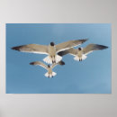 Search for galveston art Seagulls