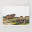 Search for rat postcards Mammal