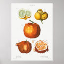 Search for citron posters Fruit