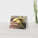 Search for time note cards Animal