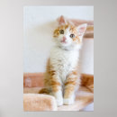 Search for pet adoption posters Kitten