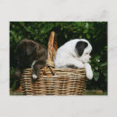 Search for dog and flowers postcards Bob and pam langrish