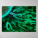 Search for sperms posters Fertilisation