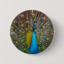 Search for peacocks badges Blue