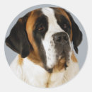 Search for bernard labels Puppy