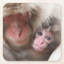 Search for monkeys coasters Animals in the wild