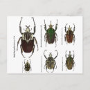 Search for goliath Insect