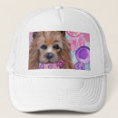 Search for silky hats Yorkie poo