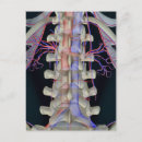 Search for vertebrae postcards Human body part