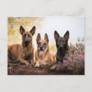 Search for malinois postcards Dogs