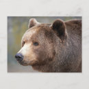 Search for bear face postcards Animal
