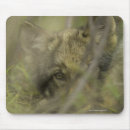 Search for alone electronics Wildlife