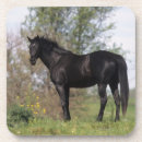 Search for thoroughbred horse coasters Standing
