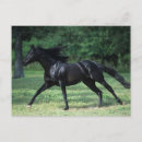 Search for thoroughbred postcards Equestrian