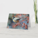 Search for robin cards Photography