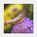 Search for macro magnets Insect