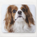 Search for king charles spaniel electronics Cute