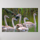 Search for young bird posters Wildlife