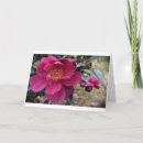 Search for camellia Blossom