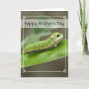 Search for caterpillar cards Butterfly