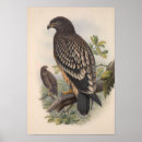 Search for eagle hunter posters Wildlife