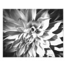 Search for chrysanthemum photography Nature