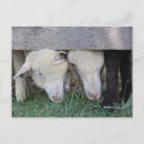 Search for lamb postcards Cute