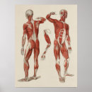 Search for posterior posters Muscular