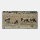Search for elks electronics Rocky mountain national park