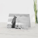 Search for black squirrel cards Wildlife