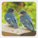 Search for swallow bird stickers Nature