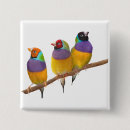 Search for finch badges Wildlife