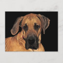 Search for dane postcards Animals