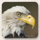 Search for alaska coasters Wildlife