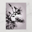 Search for magnolia postcards Pink