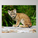 Search for lynx posters Feline