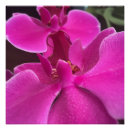 Search for orchids posters Tropical plant