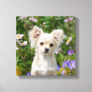 Search for chihuahua dog canvas prints Cute