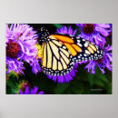 Search for aster flowers posters Butterfly
