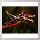 Search for funny cricket posters Animal