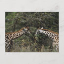Search for feedings postcards Animal