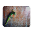 Search for gecko magnets Green