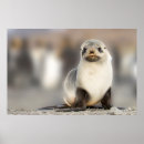Search for seals posters Wildlife