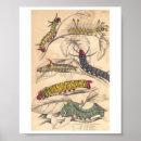 Search for caterpillar posters Nature