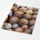 Search for snail shell Shells