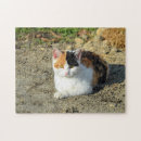 Search for calico cats puzzles Feline