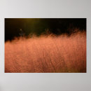 Search for 36x24 posters Sunset