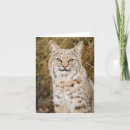 Search for tucson cards Wildlife