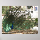 Search for plumage posters Peacock