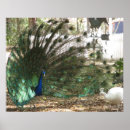 Search for peacock posters Wildlife